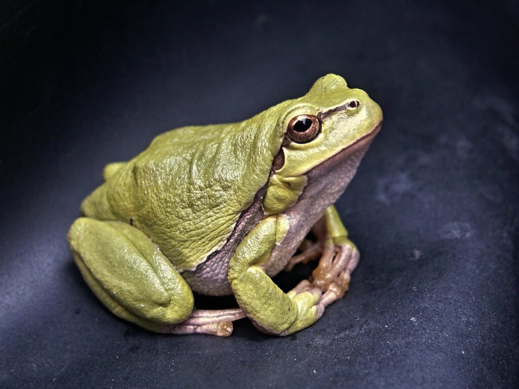 The picture shows a frog to illustrate the story of explaining the word frog in Indonesian when the translation is quicker and the students use it anyway.
